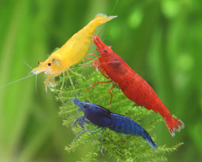 Neocaridina davidi mix de culori