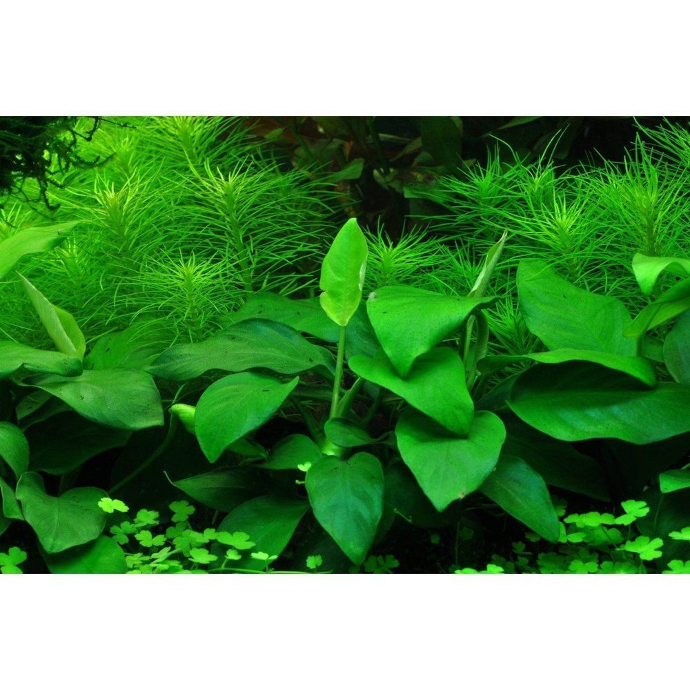 Planta naturala de acvariu, Tropica, Anubias barteri var. nana, blister, 20 cm