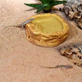 Recipient de apa pentru terarii, HabiStat Sandstone Water Dish, mic, 6.5 x 6 x 1.5 cm