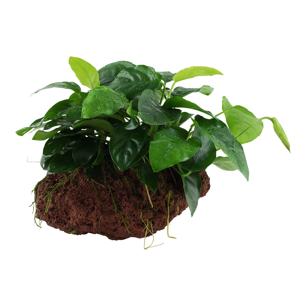 Plantă naturală de acvariu, Tropica, Anubias barteri var. nana on lava stone