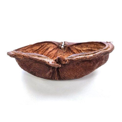 Decor sub forma de scoarta pentru terarii, HabiStat Sculta Pod, 11 x 14 x 6 cm