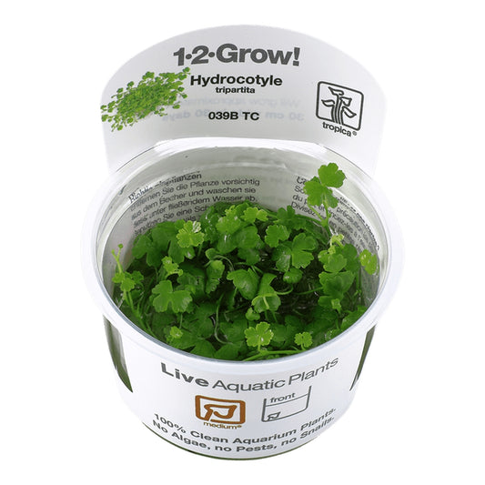 Planta naturala de acvariu, Tropica, Hydrocotyle tripartita 1-2-Grow!, 5 cm