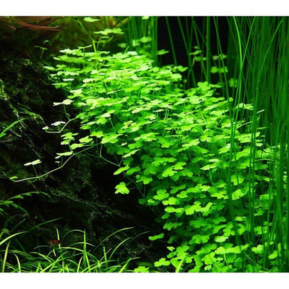 Planta naturala de acvariu, Tropica, Hydrocotyle tripartita 1-2-Grow!, 5 cm