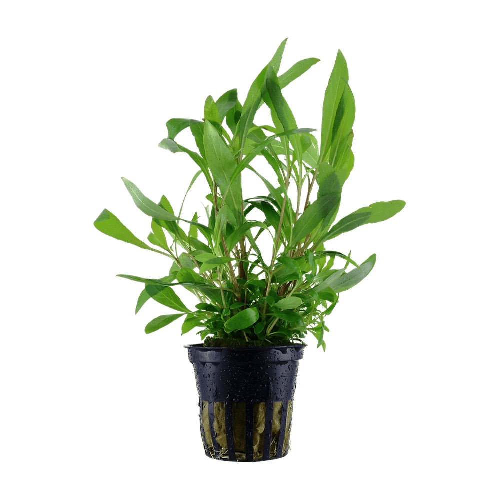 Planta naturala  de acvariu, Tropica, Hygrophila corymbosa Siamensis 53B, blister, 20 cm