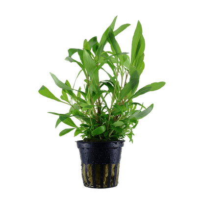 Planta naturala  de acvariu, Tropica, Hygrophila corymbosa Siamensis 53B, blister, 20 cm