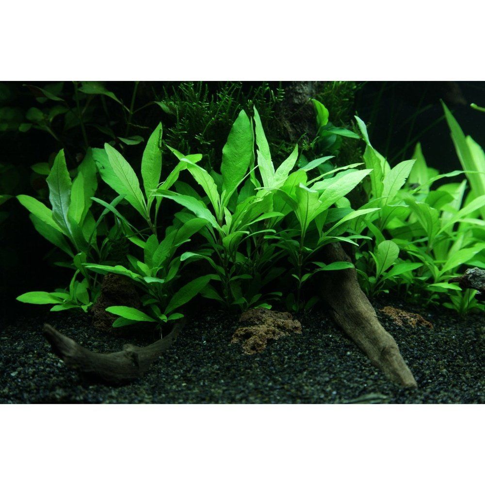 Planta naturala  de acvariu, Tropica, Hygrophila corymbosa Siamensis 53B, blister, 20 cm