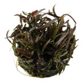 Planta naturala de acvariu, Tropica, Hygrophila lancea Araguaia 1-2-Grow!, 5 cm
