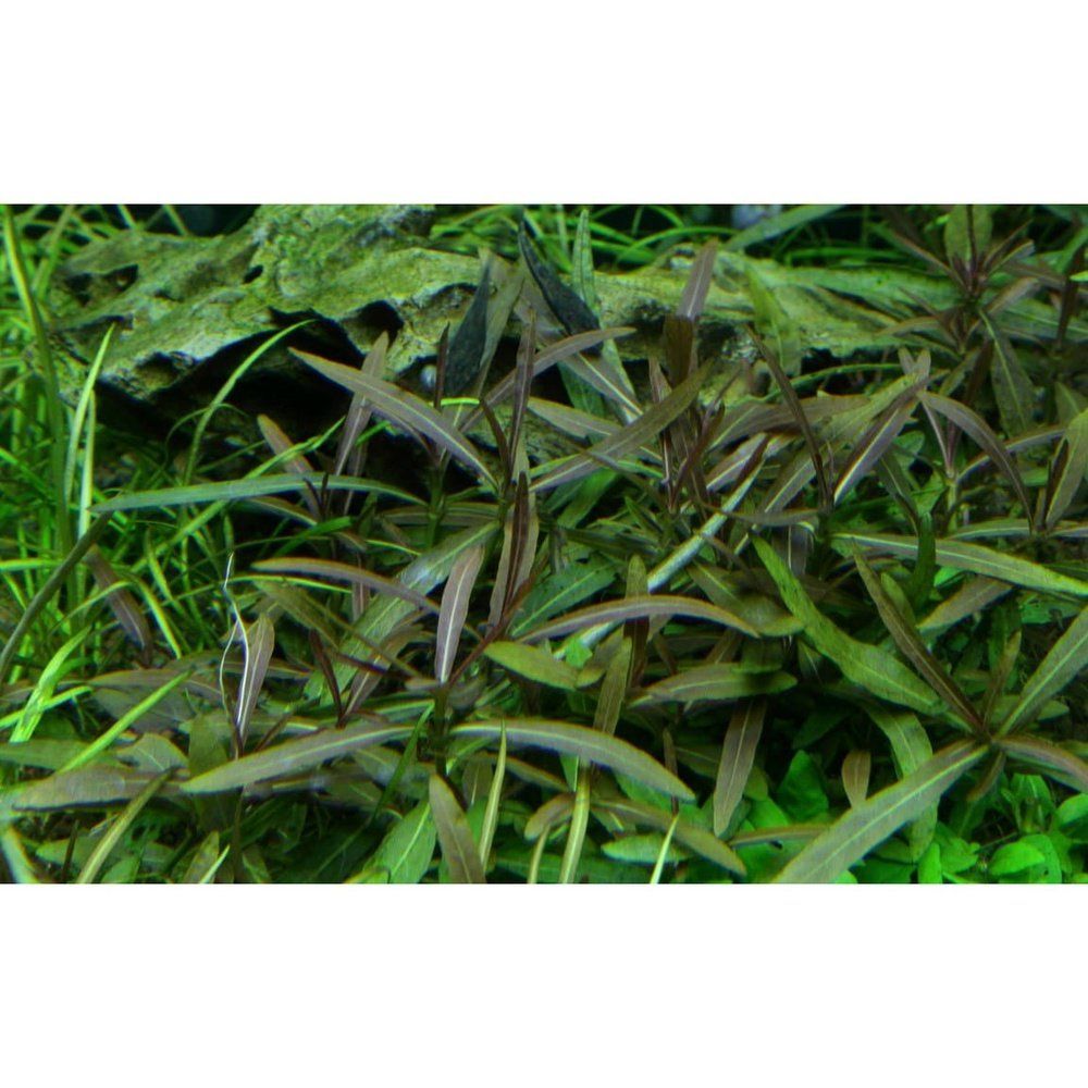 Planta naturala de acvariu, Tropica, Hygrophila lancea Araguaia 1-2-Grow!, 5 cm