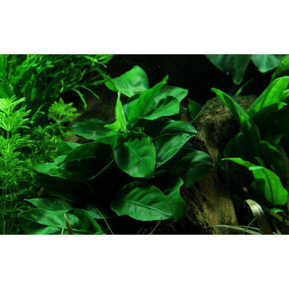 Plantă naturală de acvariu, Tropica, Anubias barteri var. nana on lava stone