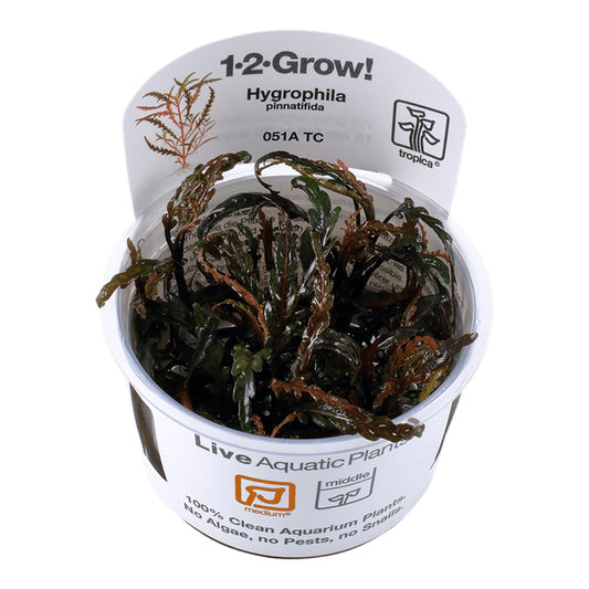 Planta naturala de acvariu, Tropica, Hygrophila pinnatifida 1-2-Grow!,  5 cm