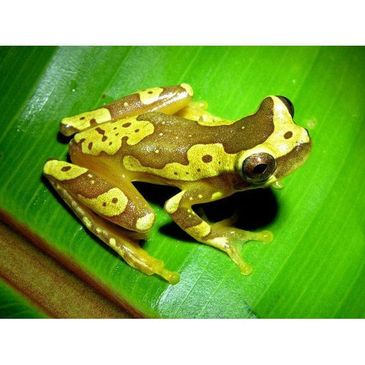 Hyla ebraccatus