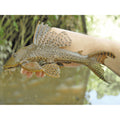 Hypo tomu  Pleco tomu