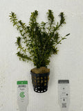 Planta naturala de acvariu, Petra-aqua, Egeria densa