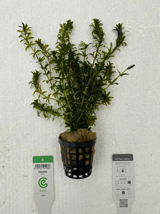 Planta naturala de acvariu, Petra-aqua, Egeria densa