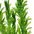Planta naturala de acvariu, Petra-aqua, Egeria densa