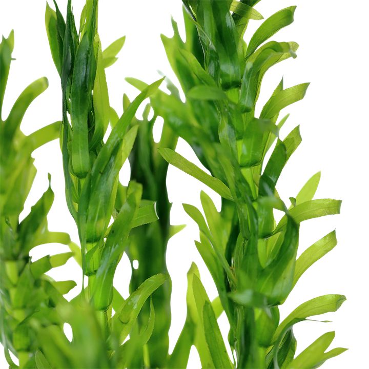 Planta naturala de acvariu, Petra-aqua, Egeria densa