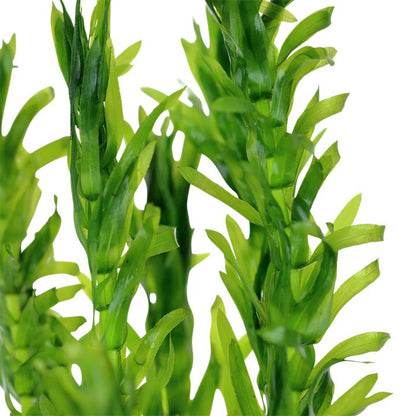 Planta naturala de acvariu, Petra-aqua, Egeria densa