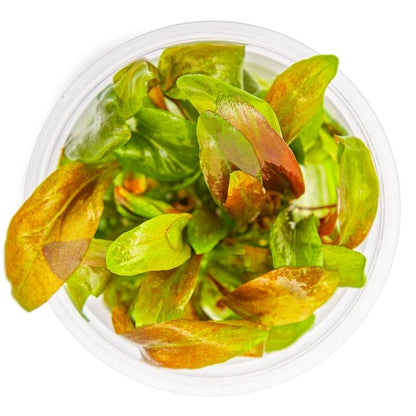 Planta naturala de acvariu, Tropica, Lysimachia parvivolia Red, 1-2-Grow!, 5 cm