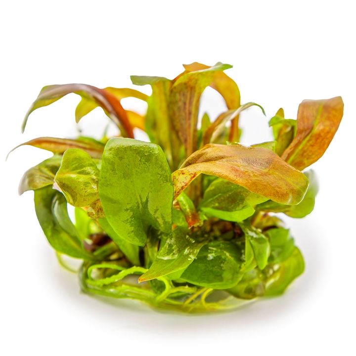 Planta naturala de acvariu, Tropica, Lysimachia parvivolia Red, 1-2-Grow!, 5 cm