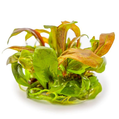 Planta naturala de acvariu, Tropica, Lysimachia parvivolia Red, 1-2-Grow!, 5 cm