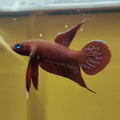 Betta livida klang 3,5-4 cm M