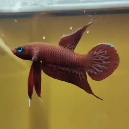 Betta livida klang 3,5-4 cm M