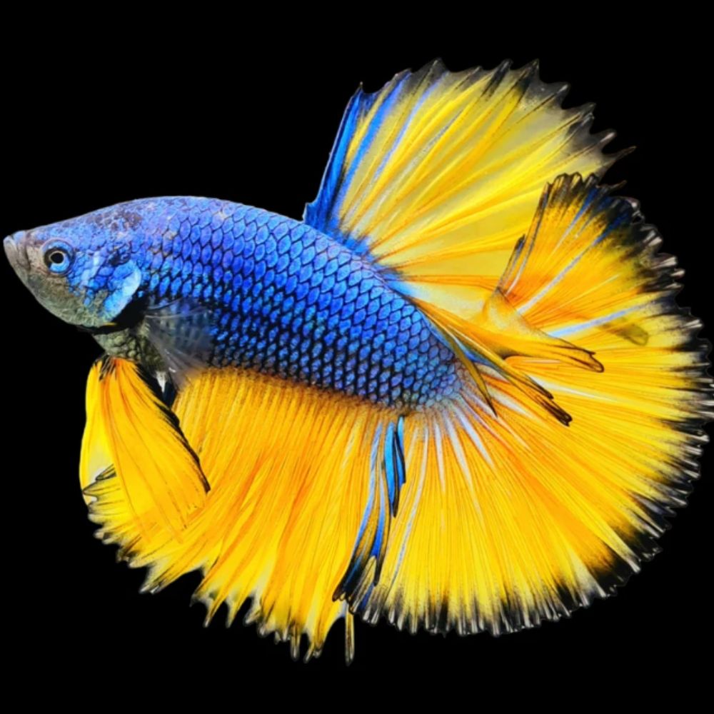 Betta Halfmoon Mustard M