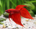 Betta Veiltail Red M