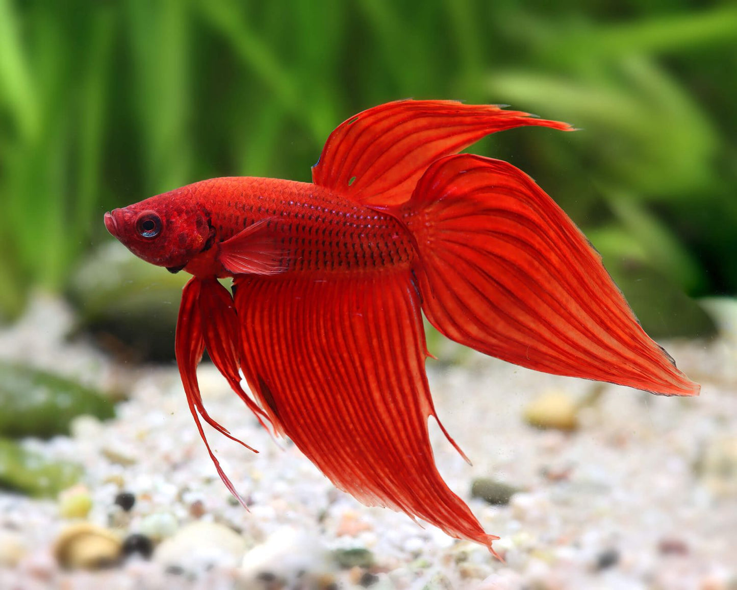 Betta Veiltail Red M
