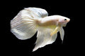 Betta Veiltail White M