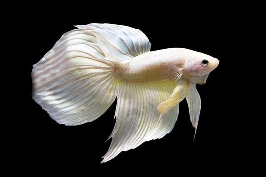 Betta Veiltail White M