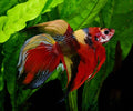 Betta Veiltail Nemo XL Mascul