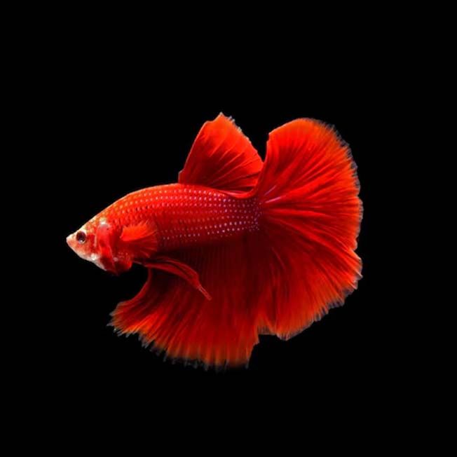Betta Super Delta mix (coloritul variaza)