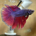 Betta Super Delta mix (coloritul variaza)