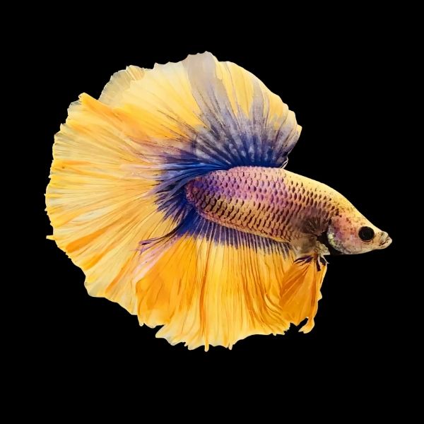Betta Super Delta mix (coloritul variaza)