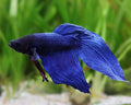Betta Veiltail Blue XL Mascul