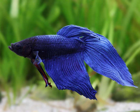 Betta Veiltail Blue XL Mascul