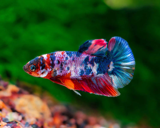 Betta Plakat Koi L Mascul
