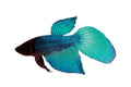 Betta Veiltail Green XL Mascul