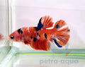Betta Plakat Koi L Mascul