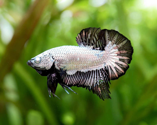Betta samurai black L Mascul