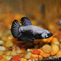 Betta samurai black L Mascul