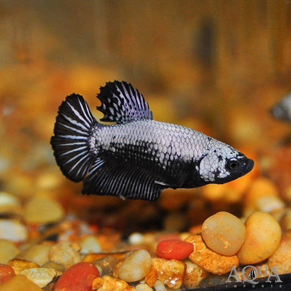 Betta samurai black L Mascul