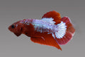 Betta Plakat Hellboy Red XL Mascul
