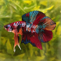 Betta plakat double tail koi XL Mascul
