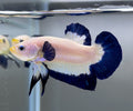 Betta plakat Blue Rim XL Mascul