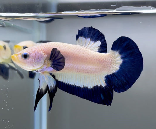 Betta plakat Blue Rim XL Mascul