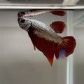 Betta Dragon plakat Mascul XL