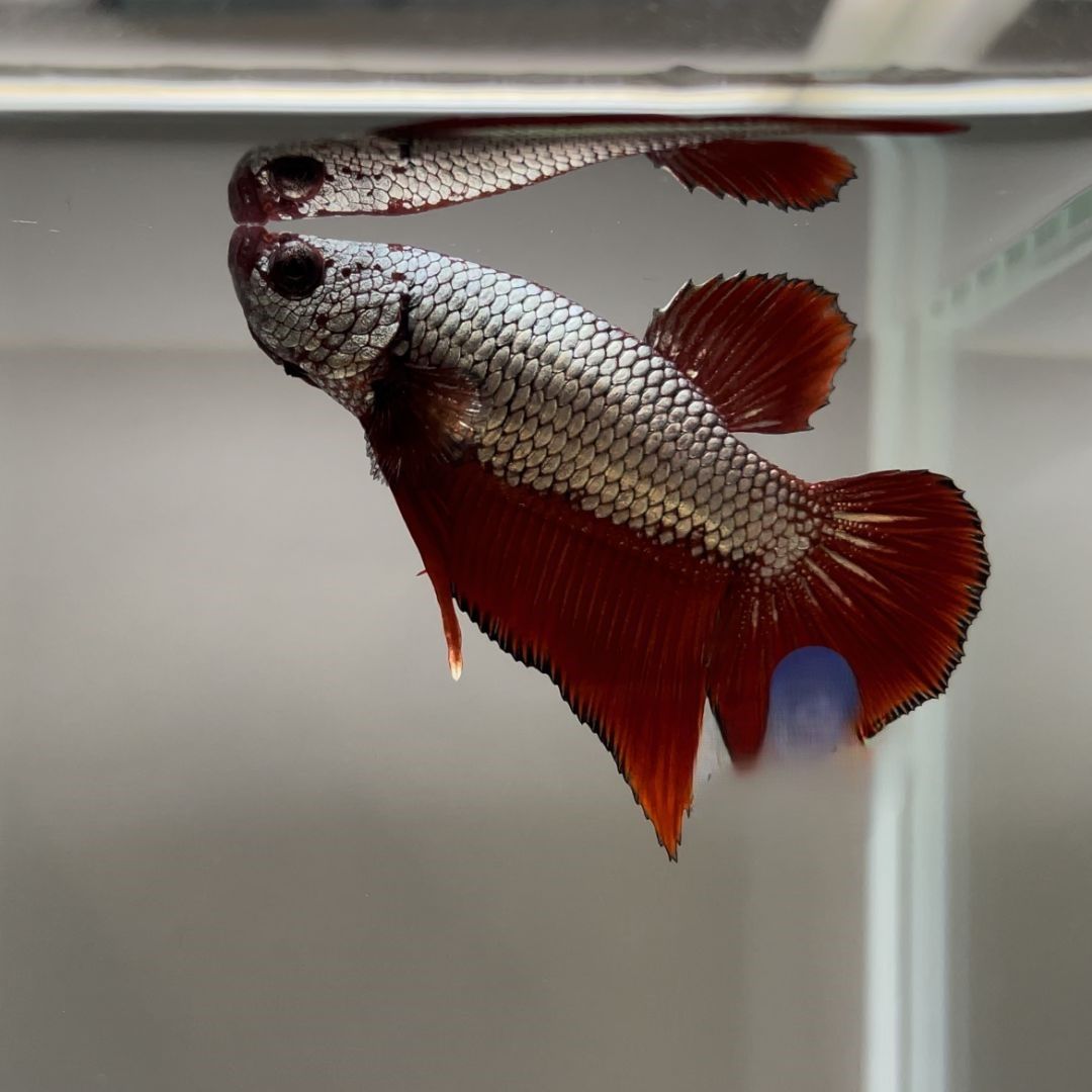 Betta Dragon plakat Mascul XL
