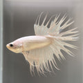Betta Crowntail white L Mascul